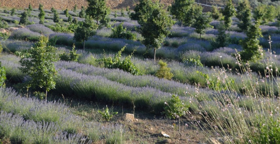 EGET VAKFI’NDAN TÜRKİYE’NİN EN GENİŞ ÖZEL TRÜF MANTARI İŞLETMESİNDE FİDAN DİKİMİ