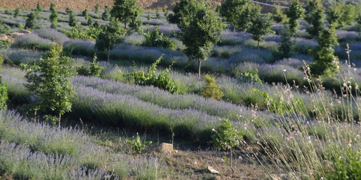 EGET VAKFI’NDAN TÜRKİYE’NİN EN GENİŞ ÖZEL TRÜF MANTARI İŞLETMESİNDE FİDAN DİKİMİ