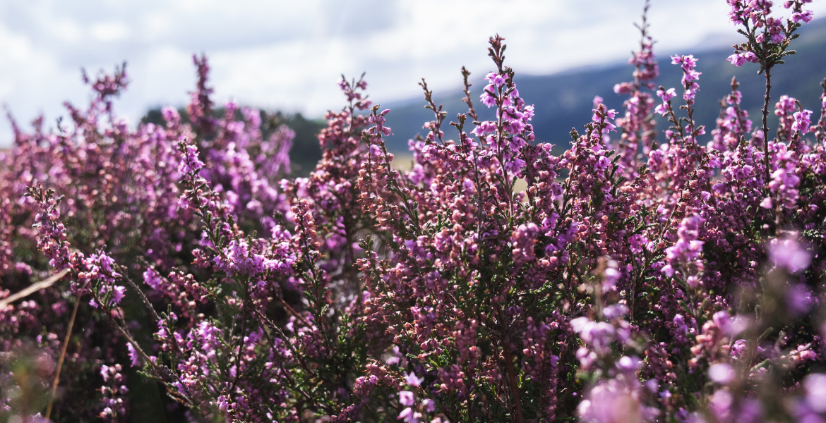 MUĞLA ÇAM BALINA KARDEŞ GELİYOR