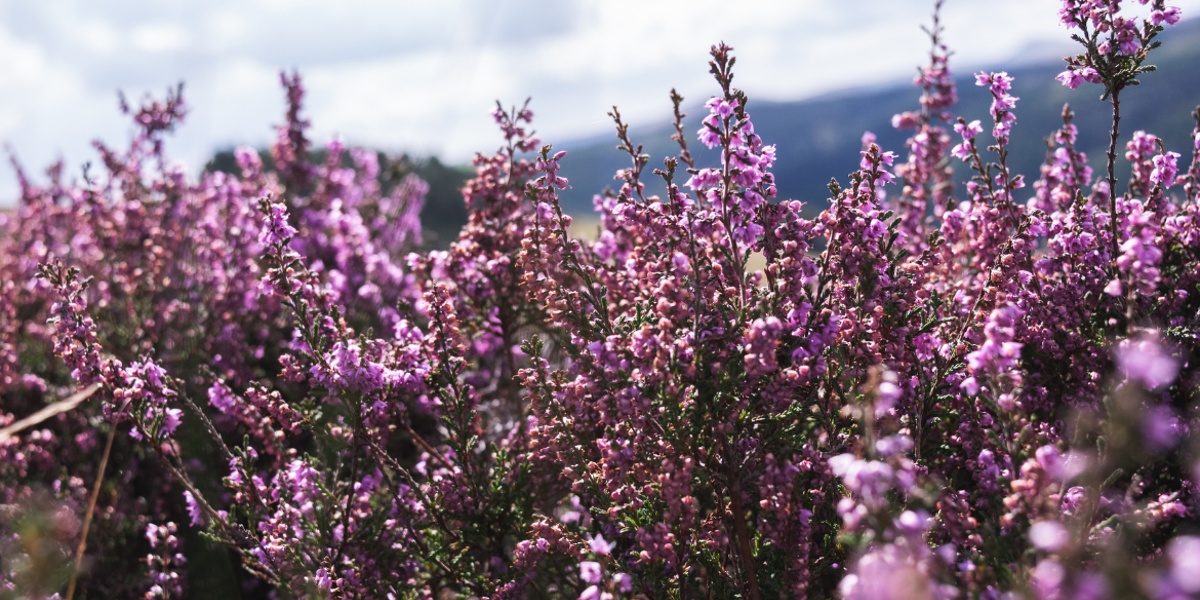 MUĞLA ÇAM BALINA KARDEŞ GELİYOR