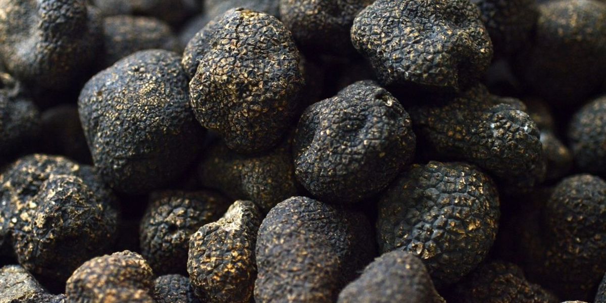 TRÜFTEN ELDE EDİLEN GELİRLE BURS VERİLECEK