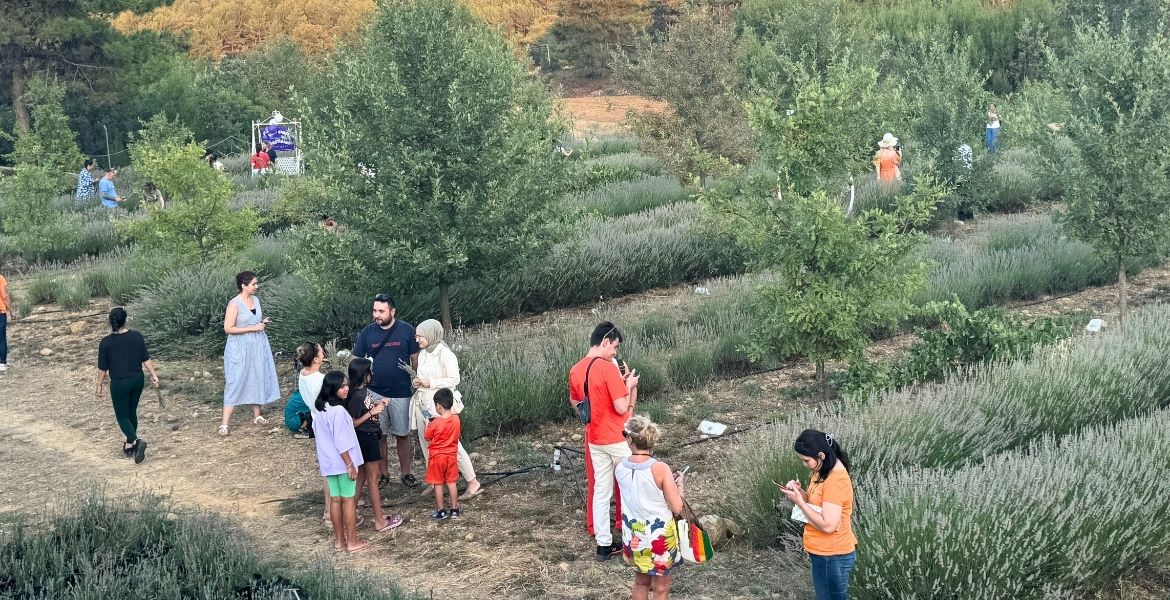 ÖĞRENCİLERE BURS OLAN LAVANTALAR HASAT EDİLDİ-GÜN HABER