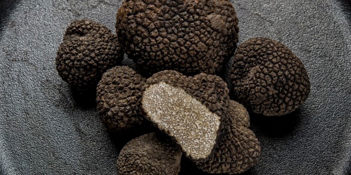 TRÜF MANTARI EĞİTİM BURSU OLACAK