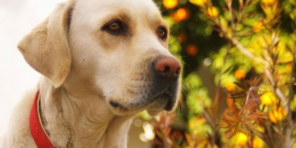 HERA TRÜFÜ ÇIKARACAK, YOKSUL ÖĞRENCİLER OKUYACAK