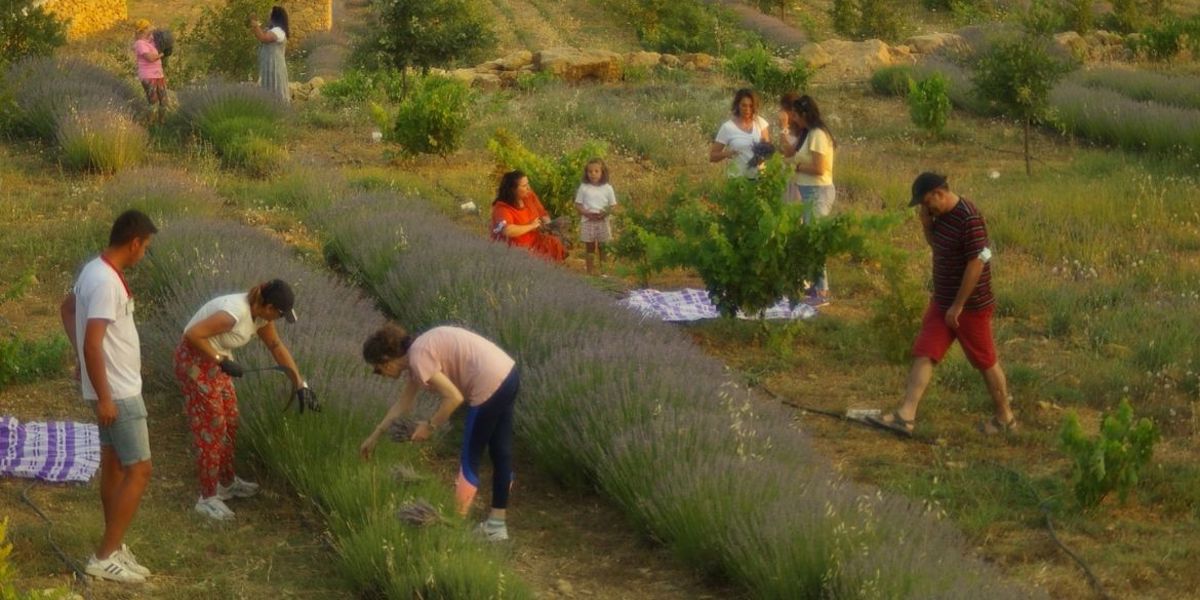 ÖĞRENCİLERE BURS OLAN LAVANTALAR HASAT EDİLDİ – MUĞLA TURNUSOL GAZETESİ