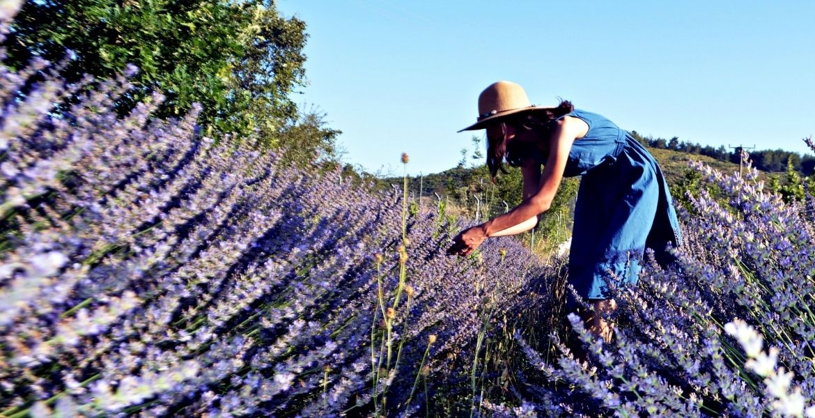 MUĞLA'NIN TARIMSAL ÜRÜNÜ YERLİ SANAYİ HAM MADDESİNE DÖNÜŞTÜ